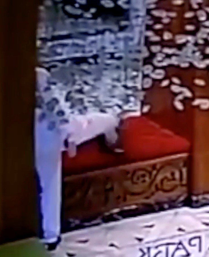 Kendi Halindeki Kediye Tekme Attı