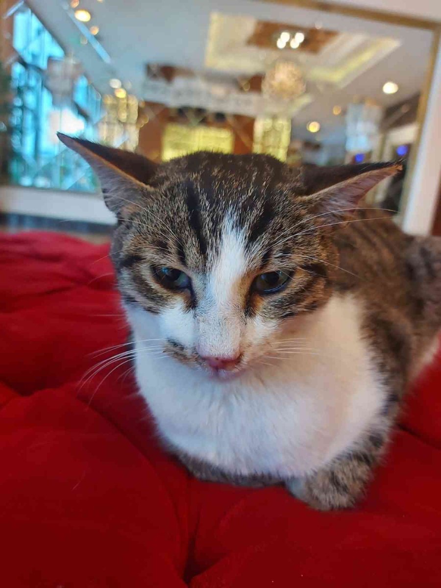 Kendi Halindeki Kediye Tekme Attı