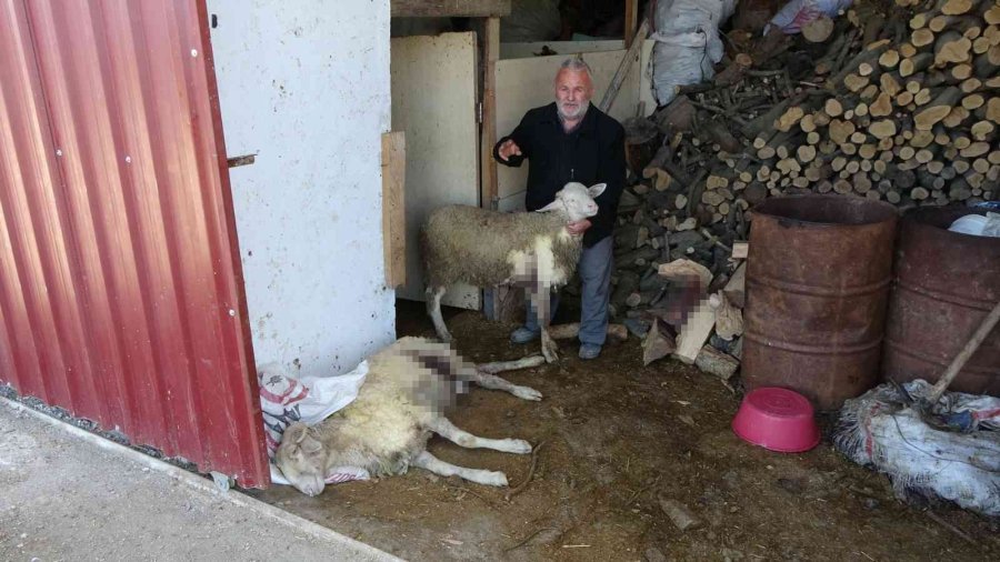 Sokak Köpeklerini Besleyen Alman Vatandaşından, Köpeklerin Verdiği Zarar İçin Örnek Davranış