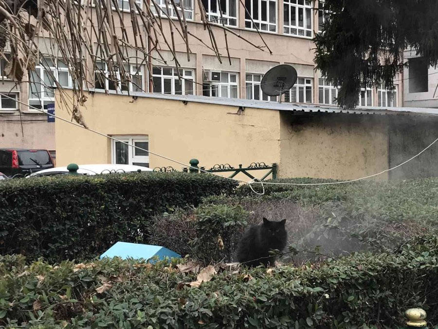 Jeotermal Suyunun Buharıyla Isınan Kedi