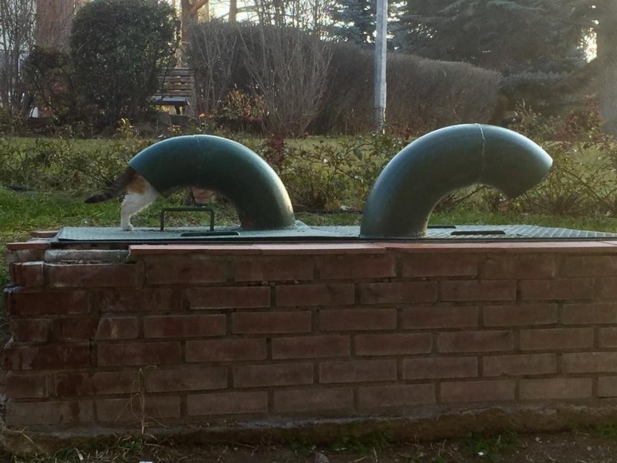 Soğuktan Kaçmak İçin Havalandırma Boşluğuna Girdi