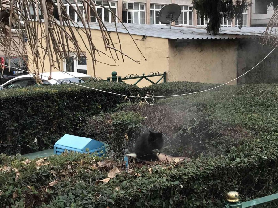Jeotermal Suyunun Buharıyla Isınan Kedi