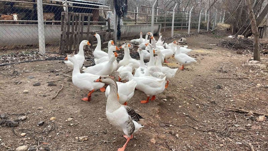 Bu Kazların Sahipleriyle Kurduğu İletişim Hayran Bırakıyor