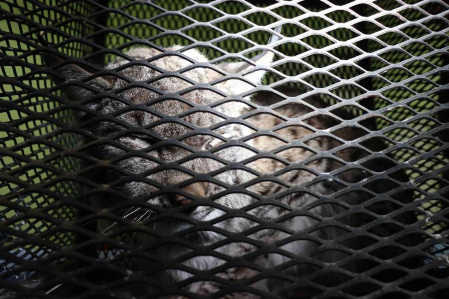 Köpeklerden Kaçarken Tel Örgüde Asılı Kalan Vaşak Tedavi Altına Alındı