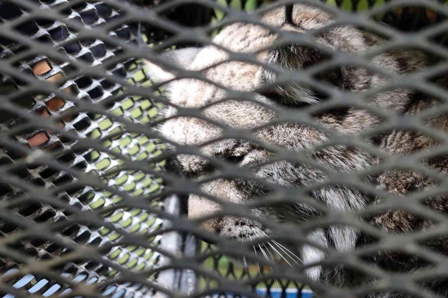 Köpeklerden Kaçarken Tel Örgüde Asılı Kalan Vaşak Tedavi Altına Alındı