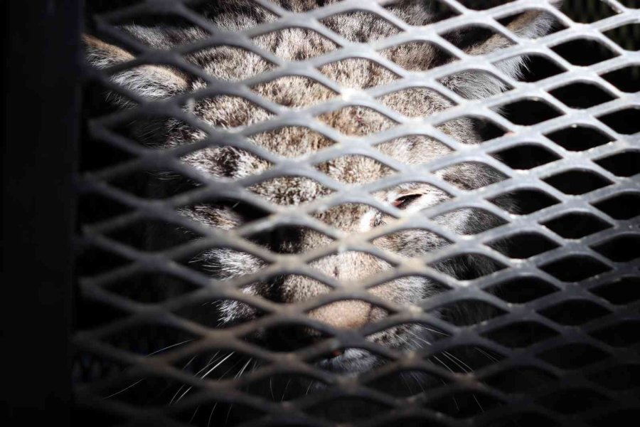 Köpeklerden Kaçarken Tel Örgüde Asılı Kalan Vaşak Tedavi Altına Alındı