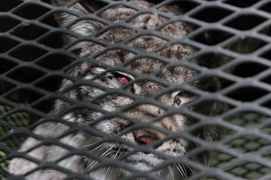 Köpeklerden Kaçarken Tel Örgüde Asılı Kalan Vaşak Tedavi Altına Alındı