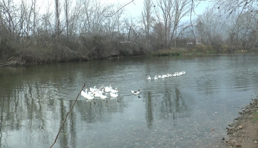 Bu Kazların Sahipleriyle Kurduğu İletişim Hayran Bırakıyor