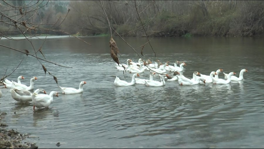 Bu Kazların Sahipleriyle Kurduğu İletişim Hayran Bırakıyor