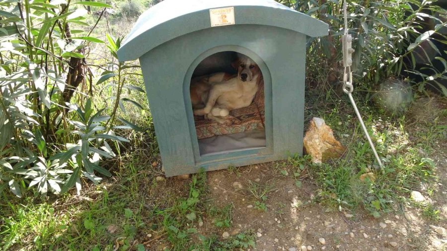 Sokak Köpeklerini Besleyen Alman Vatandaşından, Köpeklerin Verdiği Zarar İçin Örnek Davranış