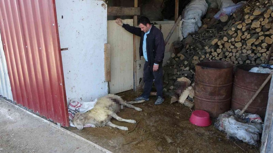 Sokak Köpeklerini Besleyen Alman Vatandaşından, Köpeklerin Verdiği Zarar İçin Örnek Davranış