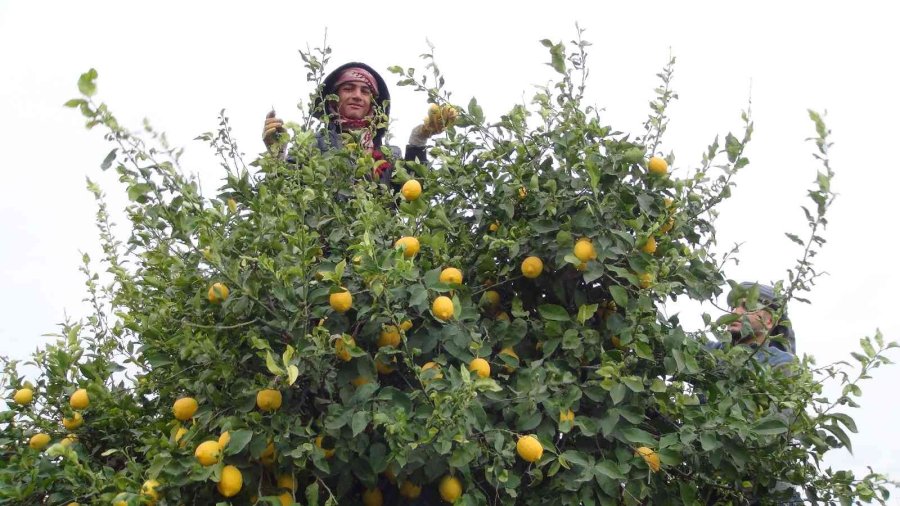 Mersin’de Limon Hasadı Sürüyor