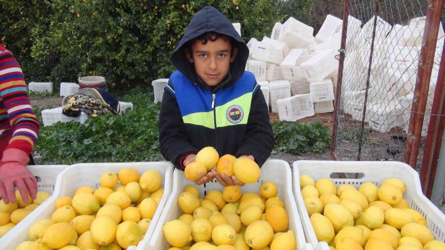 Mersin’de Limon Hasadı Sürüyor