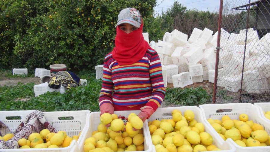 Mersin’de Limon Hasadı Sürüyor