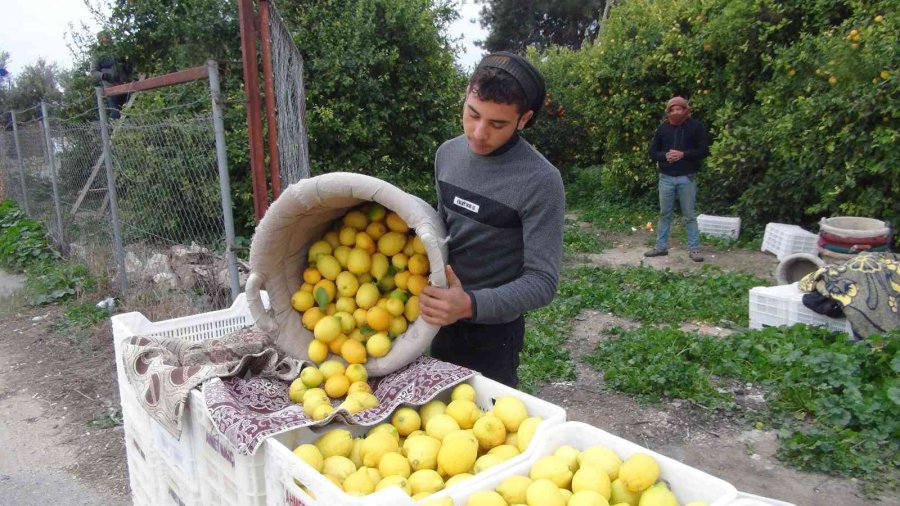 Mersin’de Limon Hasadı Sürüyor