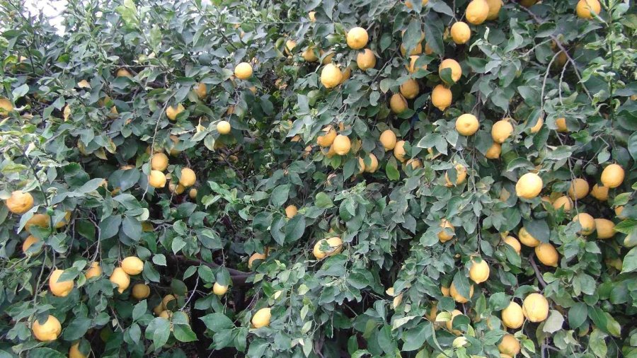 Mersin’de Limon Hasadı Sürüyor