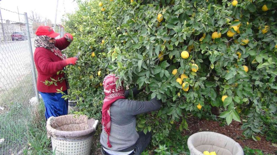 Mersin’de Limon Hasadı Sürüyor