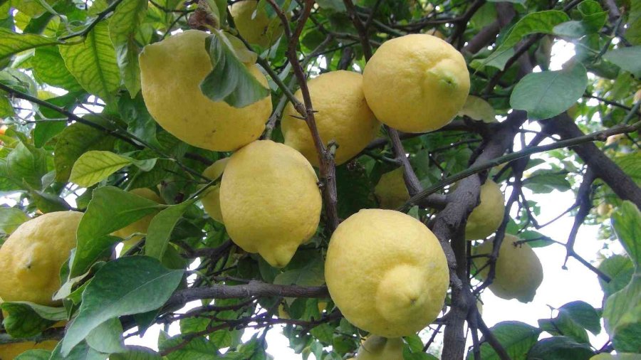Mersin’de Limon Hasadı Sürüyor