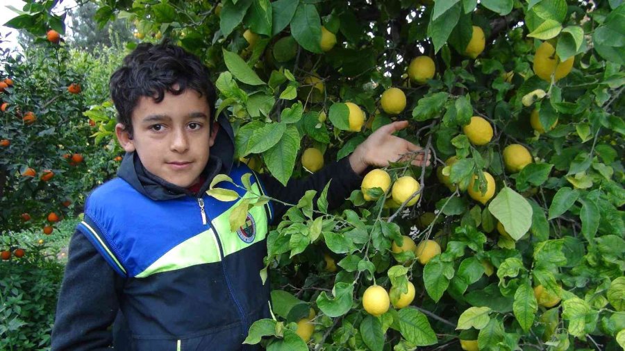 Mersin’de Limon Hasadı Sürüyor