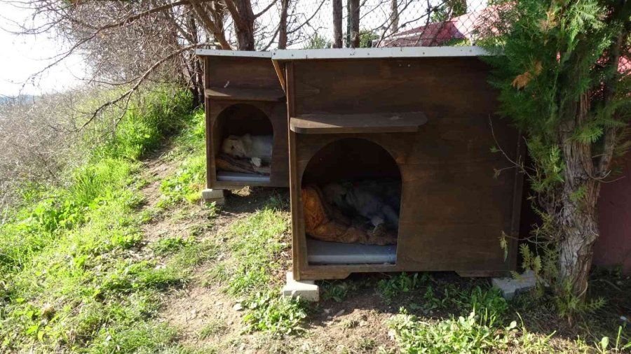 Sokak Köpeklerini Besleyen Alman Vatandaşından, Köpeklerin Verdiği Zarar İçin Örnek Davranış