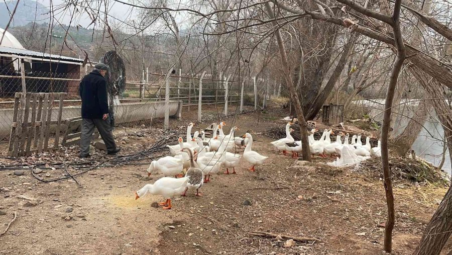 Bu Kazların Sahipleriyle Kurduğu İletişim Hayran Bırakıyor