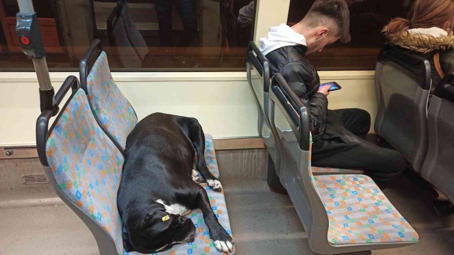 Sıcak Tramvayda Uyuyan Köpek