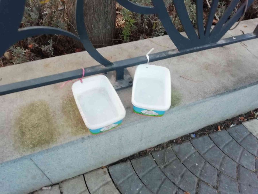 Atık Yemekler Hayvanlara Yarar Değil Zarar Veriyor