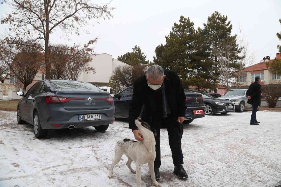Büyükşehir, 1 Yılda 10 Bin Sokak Hayvanına Sahip Çıktı