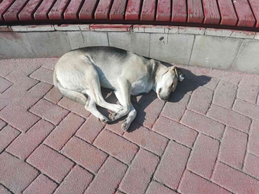 Güneşlenen Köpekler Görenleri Gülümsetti