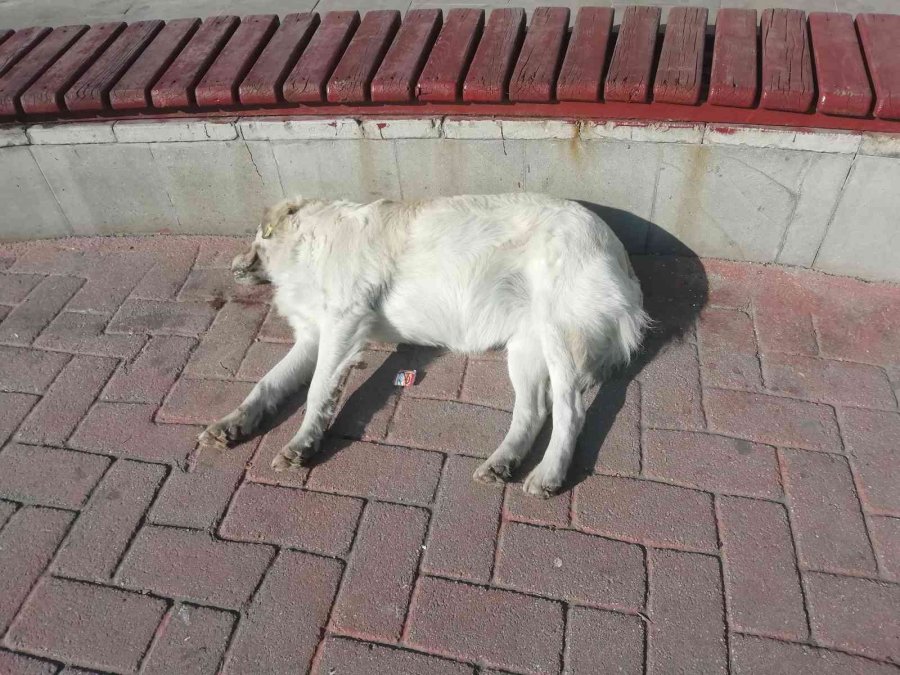 Güneşlenen Köpekler Görenleri Gülümsetti