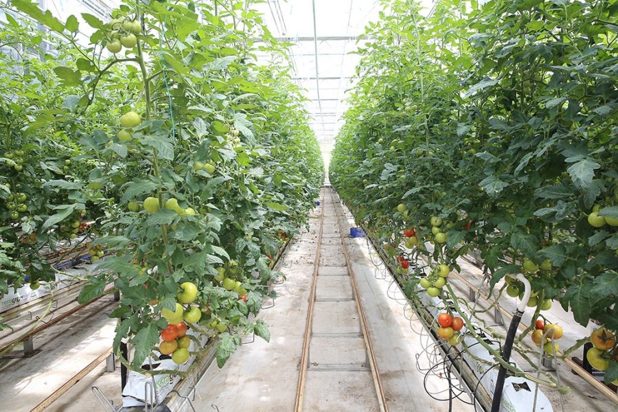 Büyükşehir, 1 Yılda 13 Milyon Kilogram Evsel Atığı Bertaraf Etti