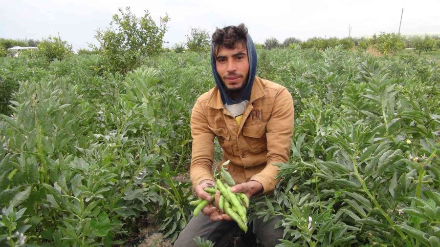 Mersin’den Irak’a Bakla İhracatı