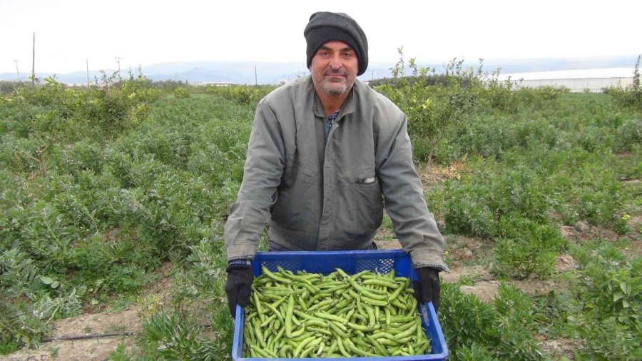 Mersin’den Irak’a Bakla İhracatı