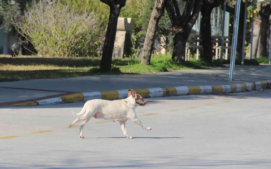 Rektörden, Kampüs İçinde Başıboş Köpek İsyanı