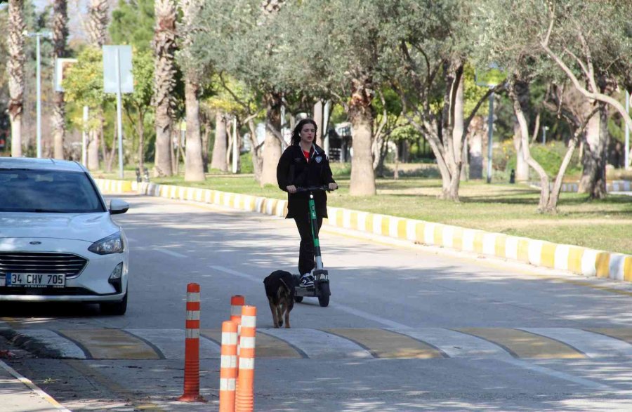 Rektörden, Kampüs İçinde Başıboş Köpek İsyanı