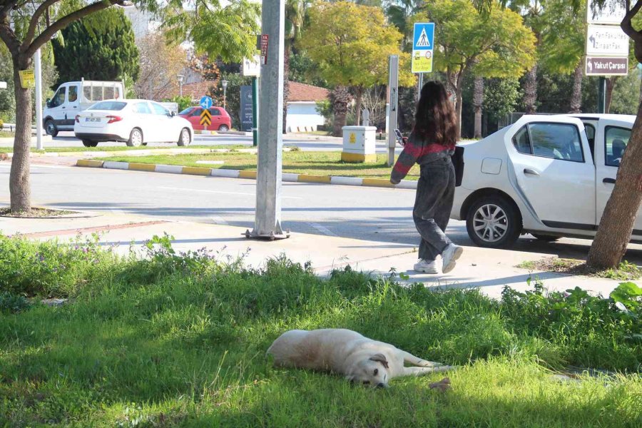 Rektörden, Kampüs İçinde Başıboş Köpek İsyanı