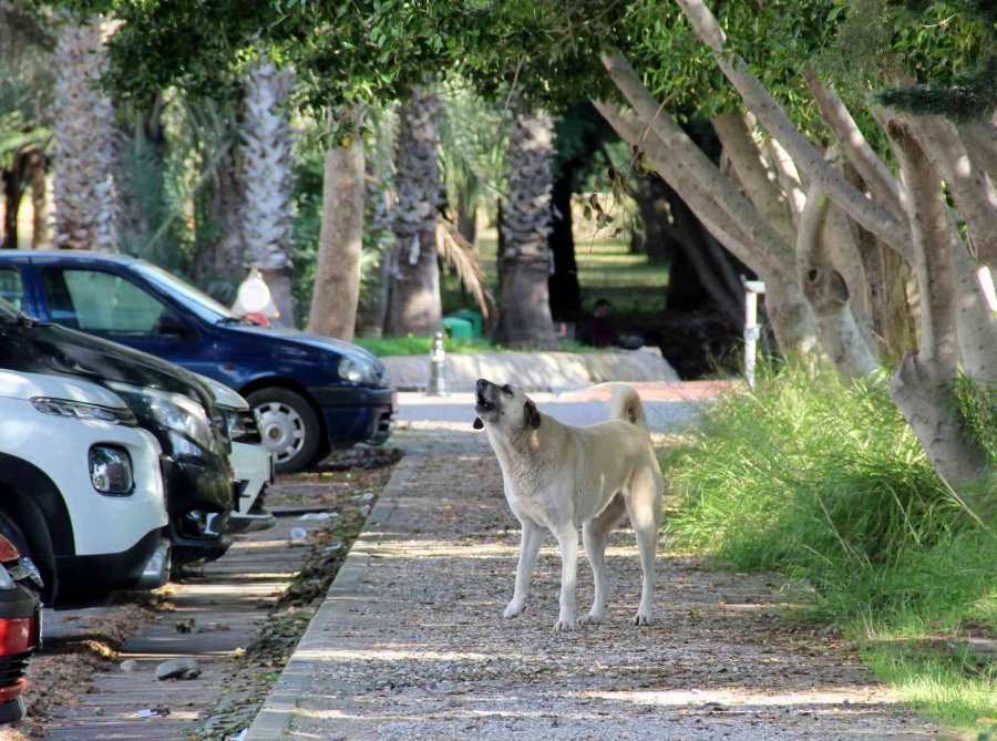Rektörden, Kampüs İçinde Başıboş Köpek İsyanı