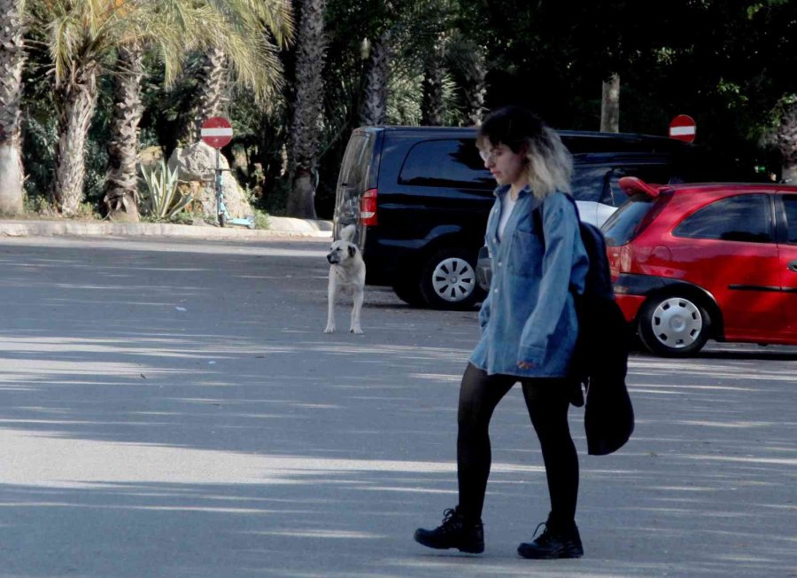 Rektörden, Kampüs İçinde Başıboş Köpek İsyanı