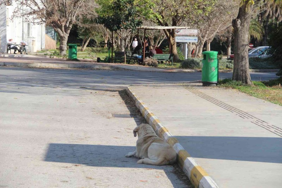 Rektörden, Kampüs İçinde Başıboş Köpek İsyanı