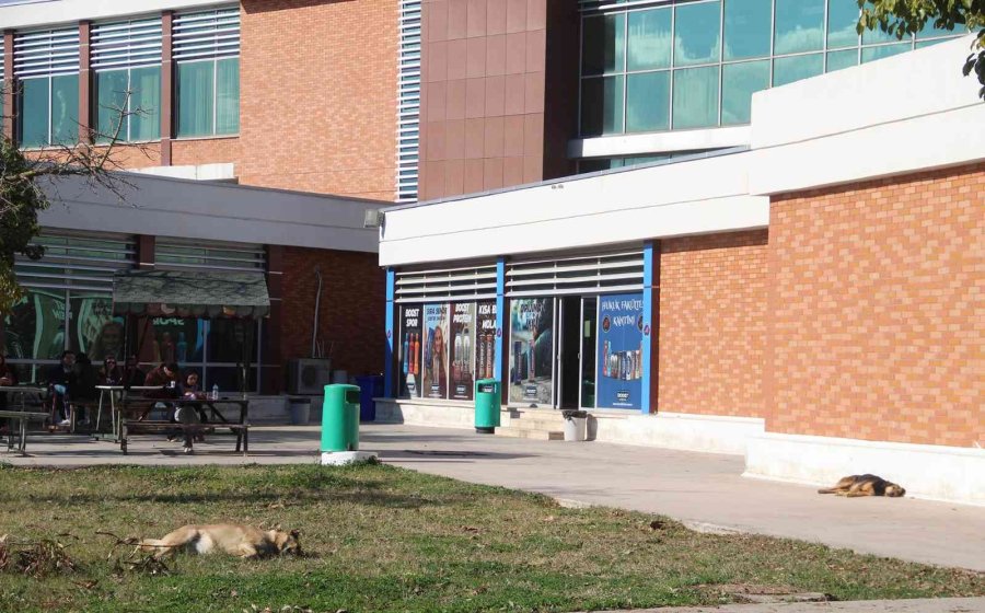 Rektörden, Kampüs İçinde Başıboş Köpek İsyanı