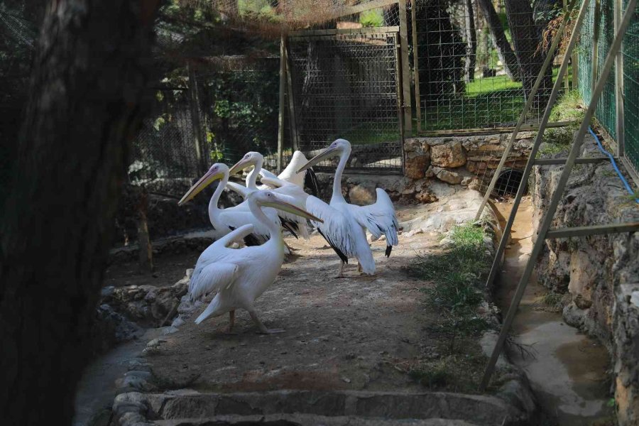 Doğal Yaşam Parkı Öğrenci Ve Öğretmenlere Yarıyıl Tatilinde Ücretsiz