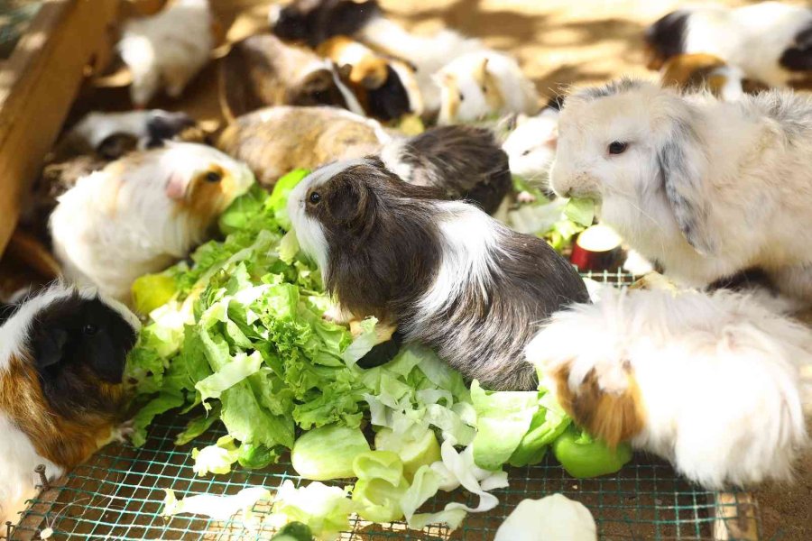 Doğal Yaşam Parkı Öğrenci Ve Öğretmenlere Yarıyıl Tatilinde Ücretsiz