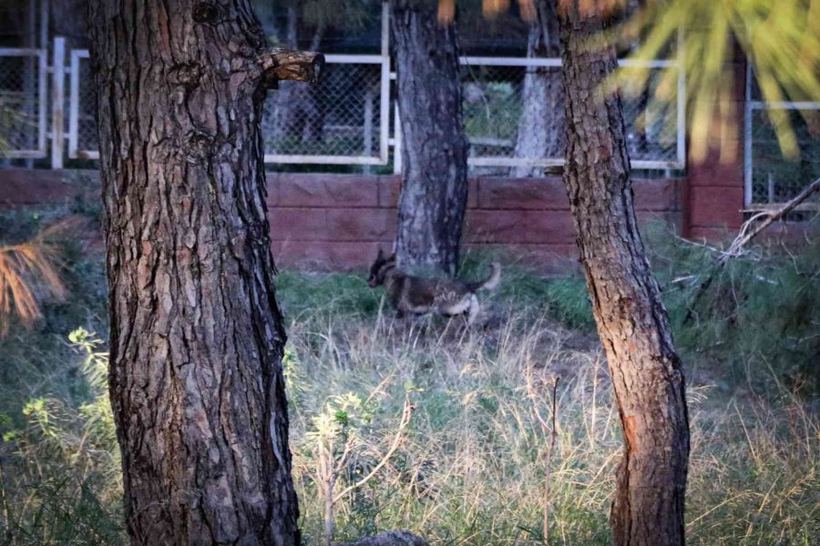 Ormanlık Alanda Bulunan Cesedin Kafası Ve Kolları ‘hassas Burunla’ Aranıyor