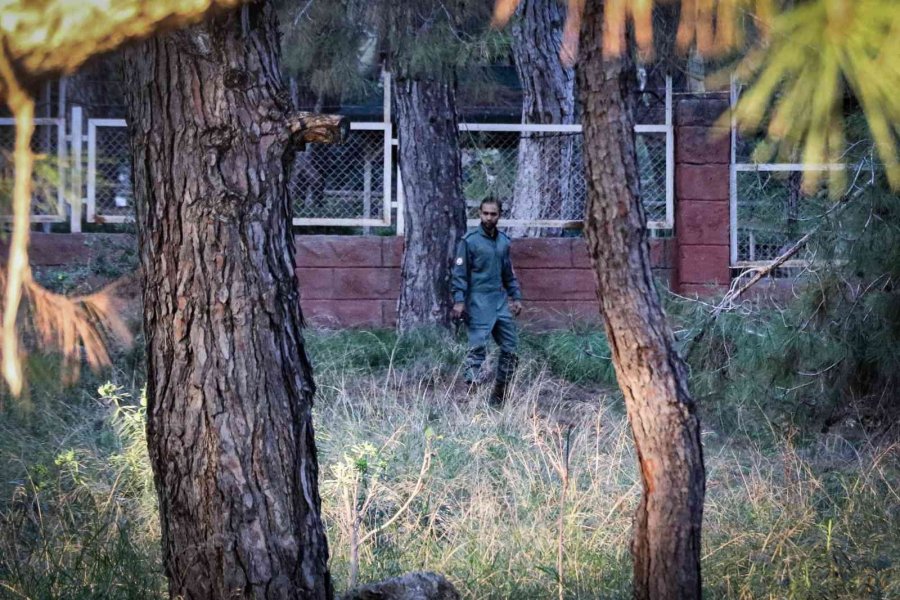 Ormanlık Alanda Bulunan Cesedin Kafası Ve Kolları ‘hassas Burunla’ Aranıyor