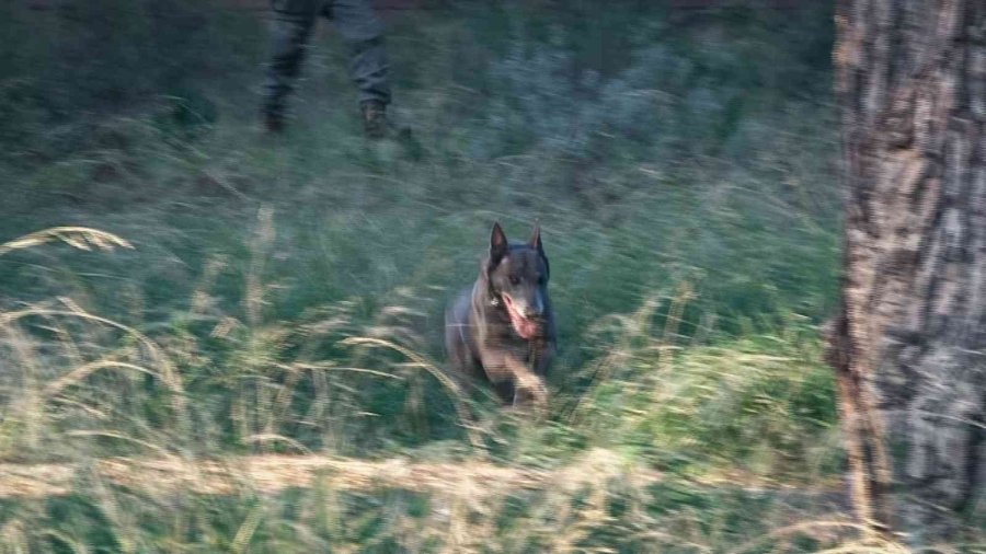 Ormanlık Alanda Bulunan Cesedin Kafası Ve Kolları ‘hassas Burunla’ Aranıyor