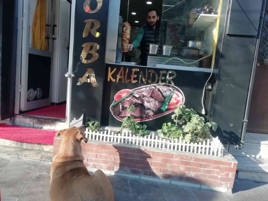 Yemek Bekleyen Sokak Köpeğini Geri Çevirmediler