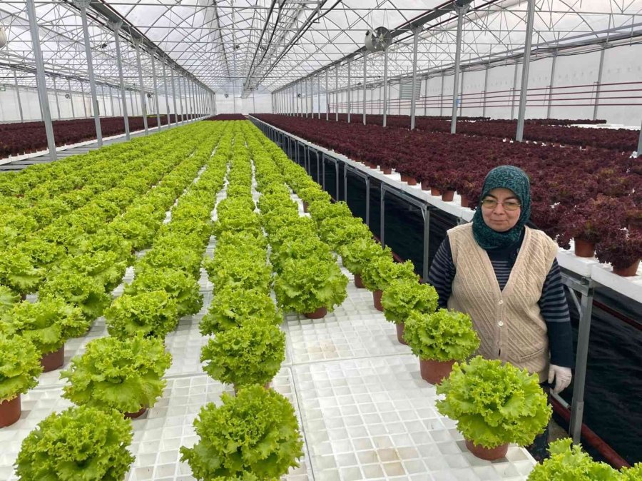 Eskişehir’in Akdeniz’inde Üretilen 20 Milyon Fide Ülke Geneline Satılıyor