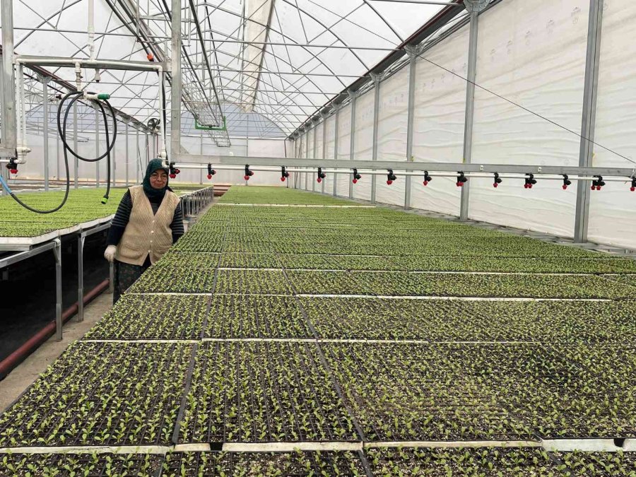 Eskişehir’in Akdeniz’inde Üretilen 20 Milyon Fide Ülke Geneline Satılıyor