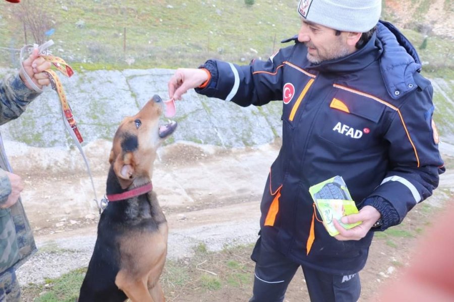 Dağlık Alanda Mahsur Kalan Köpek Arama Kurtarma Ekiplerince Kurtarıldı