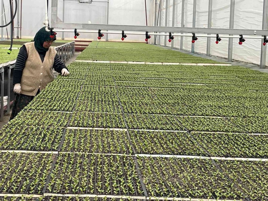 Eskişehir’in Akdeniz’inde Üretilen 20 Milyon Fide Ülke Geneline Satılıyor